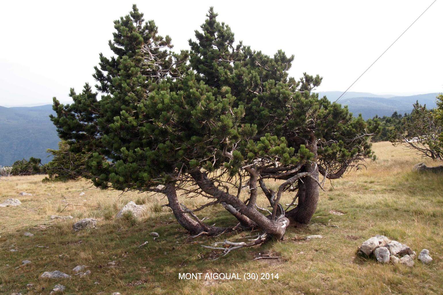 Pine, Mountain